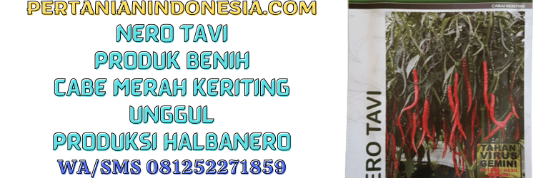 nero tavi,halbanero,cabe keriting,cabe merah keriting,pertanian indonesia